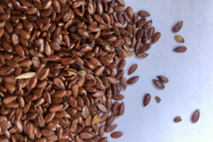 Продам лен коричневый- фото № 1