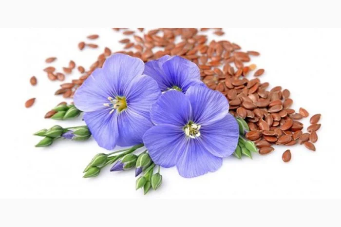 Купуємо льон- фото № 1