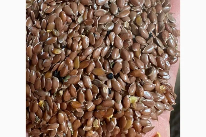 Куплю льон коричневий, чистота 99%. Ф2- фото № 1