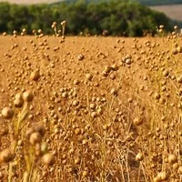 Лен масляничний- фото № 8