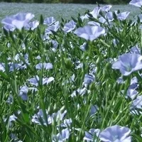 Лен масляничний- фото № 1