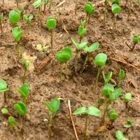 Лен масляничний- фото № 3