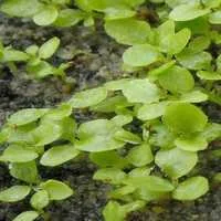 Лен масляничний- фото № 4