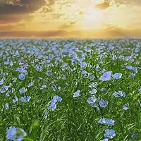 Лен масляничний- фото № 6