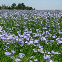 Лен масляничний- фото № 7