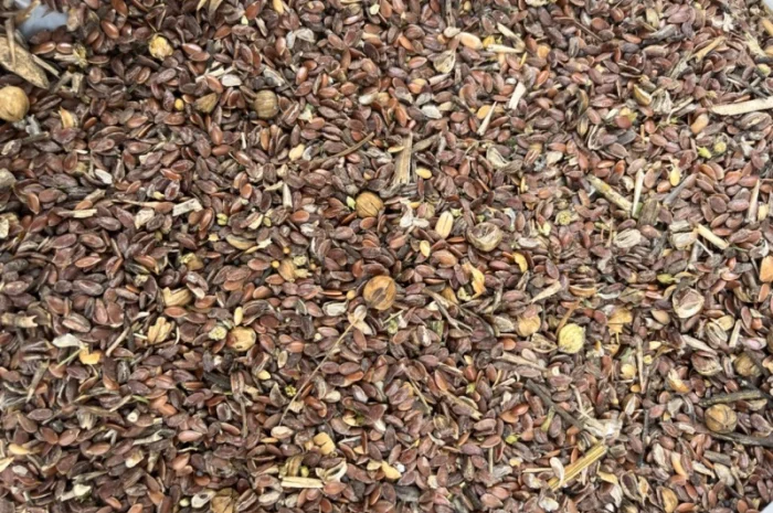 Отходы льна, лён Отходы. Відходи льону- фото № 1