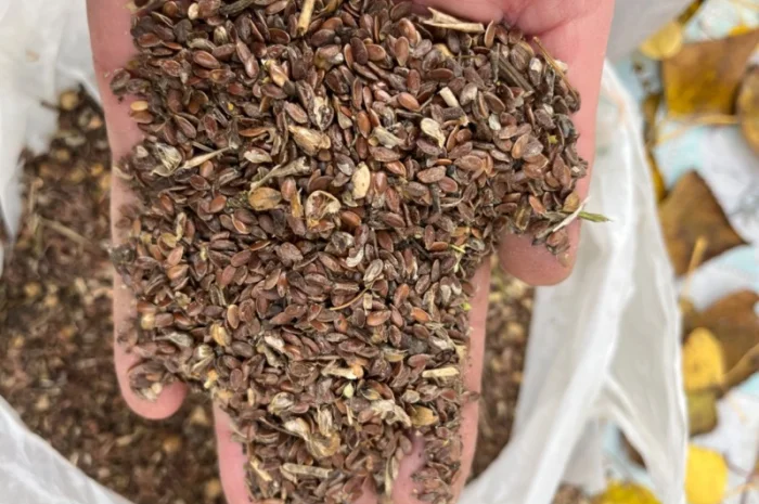 Отходы льна, лён Отходы. Відходи льону- фото № 2