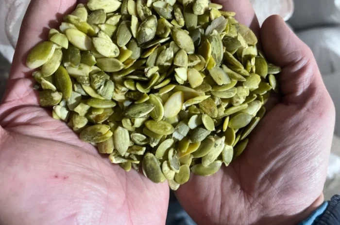 Продам гарбузове насіння високої якості- фото № 1