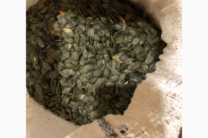 Продам зернята "Голосім'янка"- фото № 1