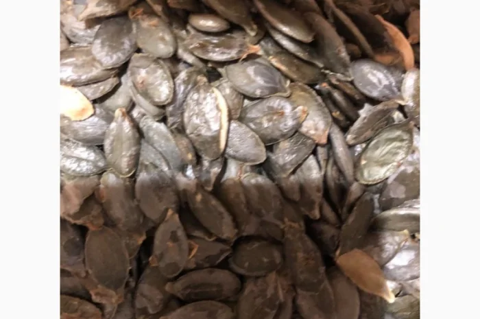 Продам зернята "Голосім'янка"- фото № 2