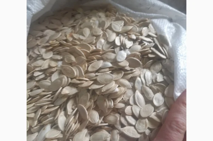 Продается семя тыквы оптом- фото № 1