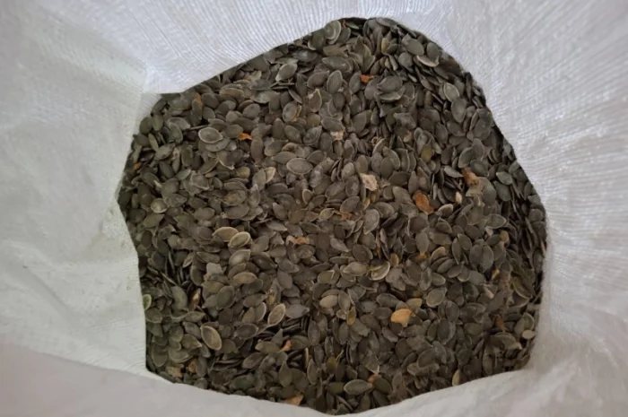 Продается семя тыквы оптом- фото № 2
