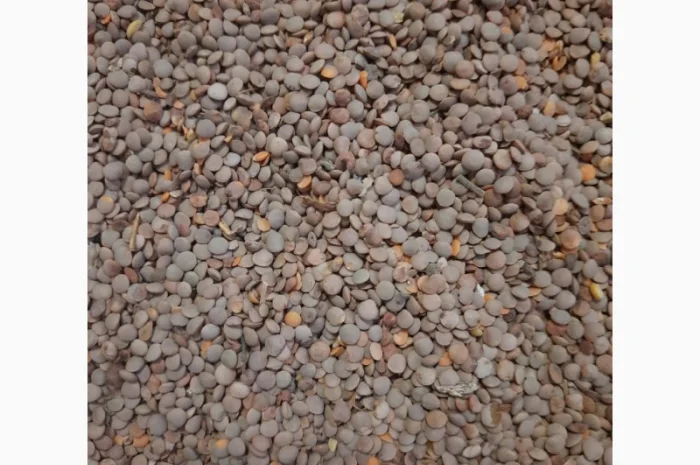 Ядро семечки семена Тыквы Кабака- фото № 7