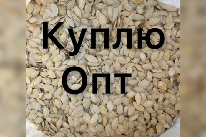 Купимо Гарбузове насіння всіх сортів- фото № 1