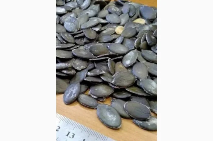 Купим голосемянную семечку.работаем с новой почтой- фото № 1