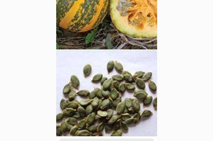 Купим семечку голосемянную- фото № 1