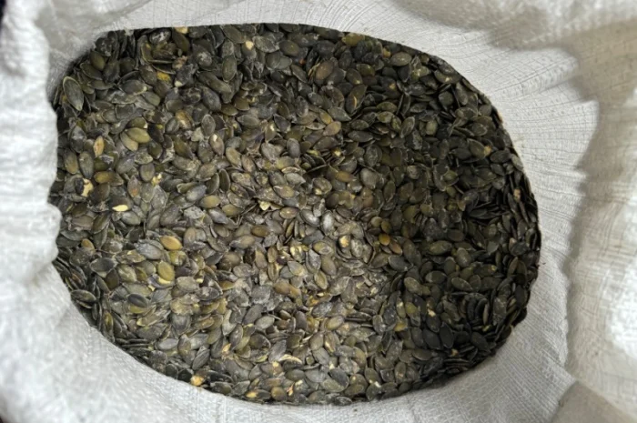 Продам насіння гарбуза голонасінневе- фото № 1