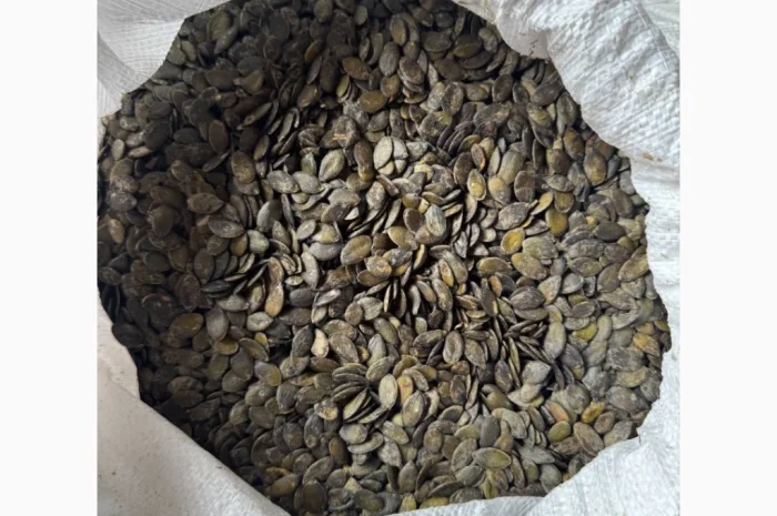 Продам насіння гарбуза голонасінного- фото № 1