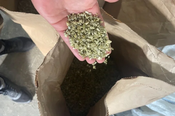 Продам тыквенные семочки бой на масло- фото № 1