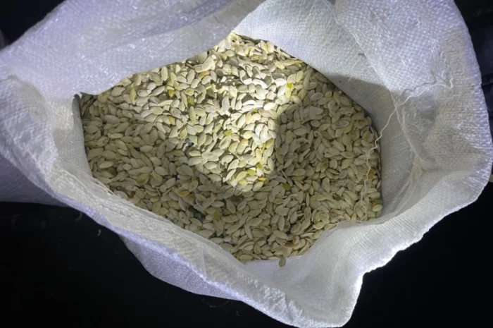 Продам мелкую тыквенную семечку на масло- фото № 1