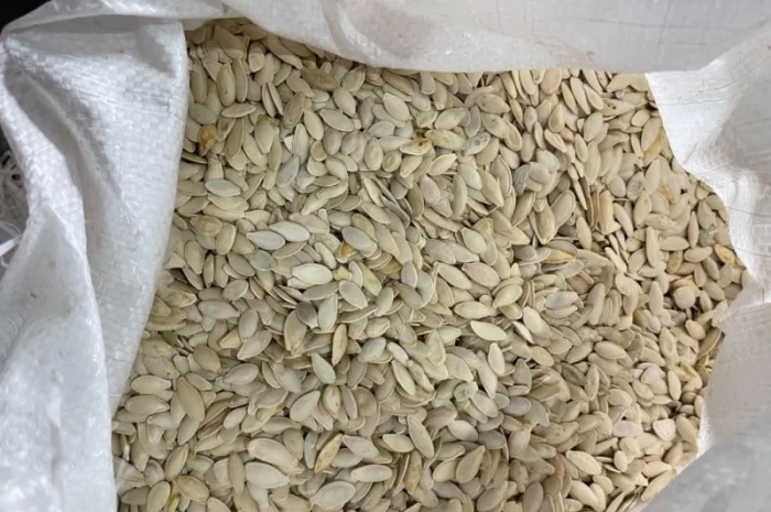 Продам семечку украинку болгарку на масло- фото № 1