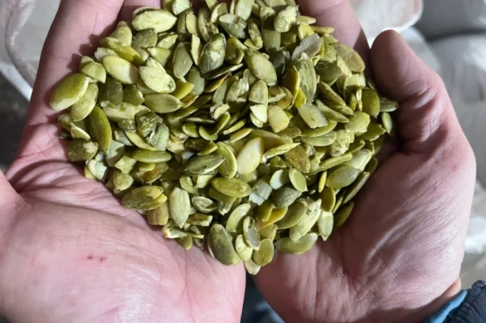 Продам бой чищенной семочки сорт украинка на масло- фото № 1