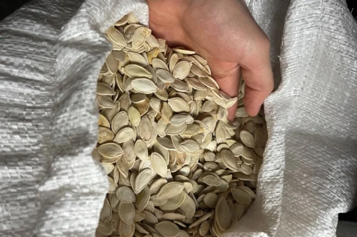 Продам отход от семочки (украинка)- фото № 1