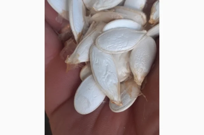 Продам насіння гарбузове- фото № 1