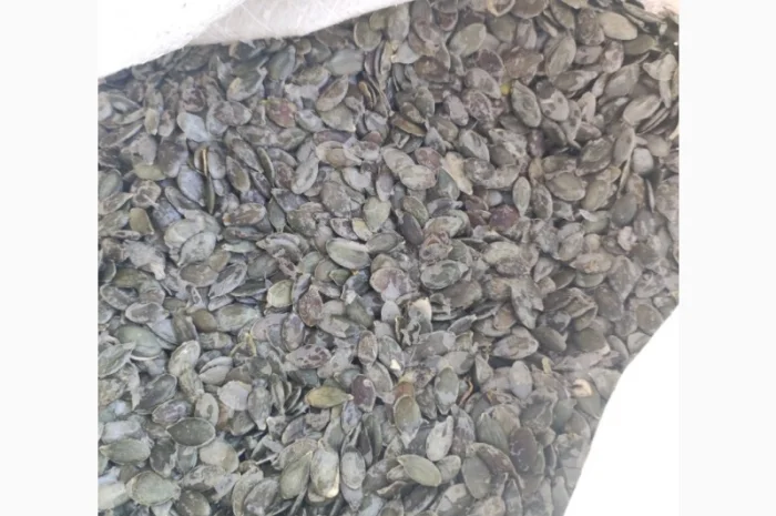 Куплю гарбузове насіння голосемянку- фото № 2