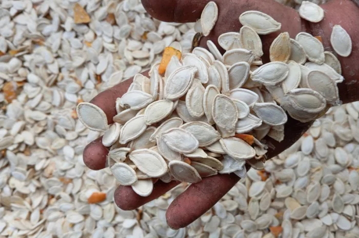 Продам гарбузове насіння 60 тон Українська багатоплідна- фото № 1