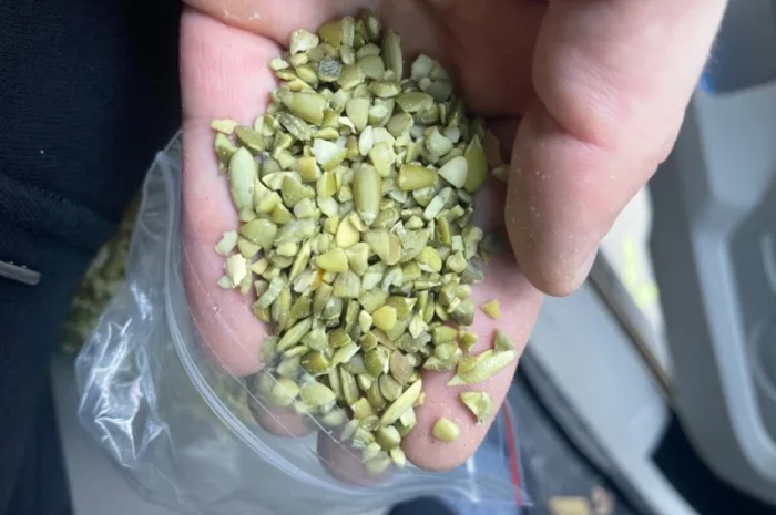 Продам чищенную Семочку нового урожая на масло- фото № 1