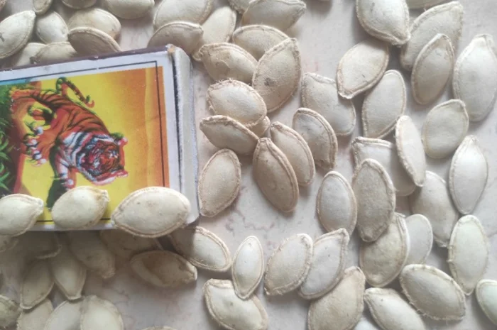 Тыквенные семечки- фото № 1