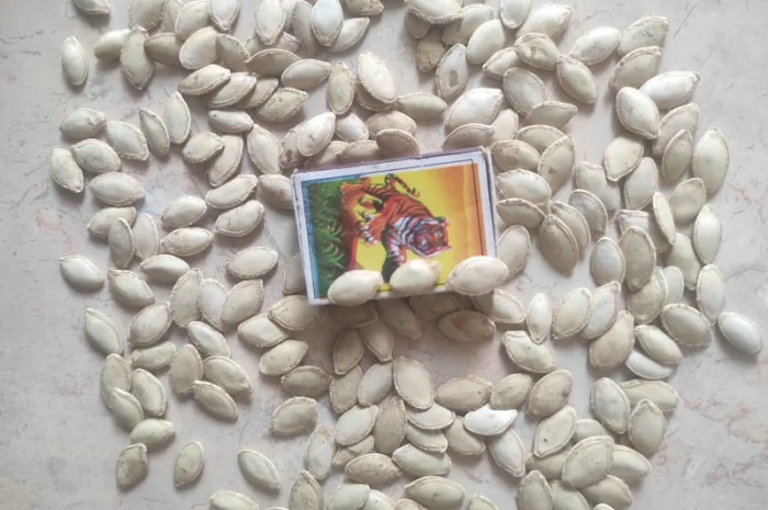 Тыквенные семечки- фото № 2