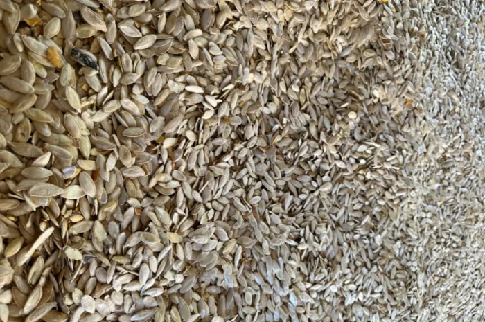 Купую на постійній основі насіння гарбузове- фото № 1