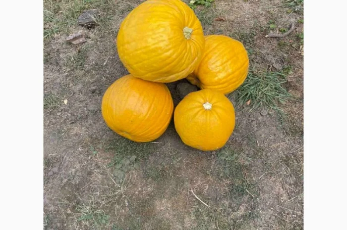 Гарбузове насіння, гарбузове насіння Українська баготоплідна- фото № 1