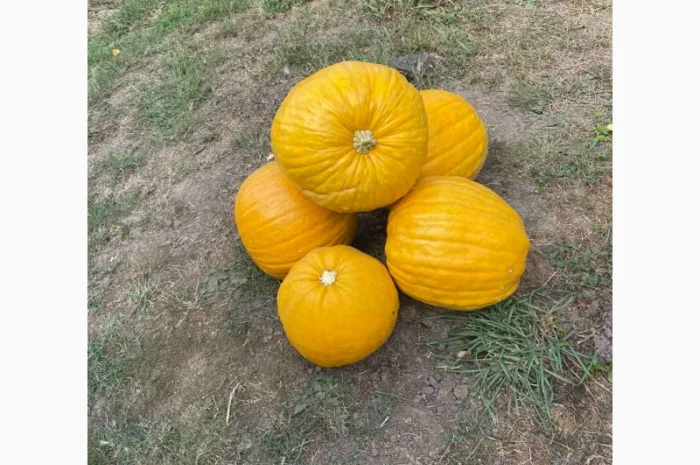 Гарбузове насіння, гарбузове насіння Українська баготоплідна- фото № 2