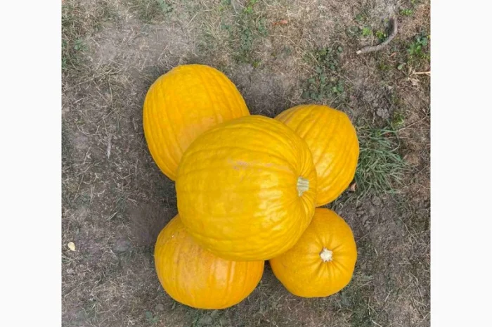 Гарбузове насіння, гарбузове насіння Українська баготоплідна- фото № 3