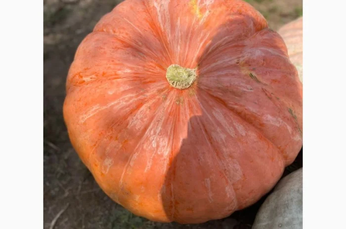 Насіння гарбуза, тиква, насіння гарбуза великоплідного- фото № 1