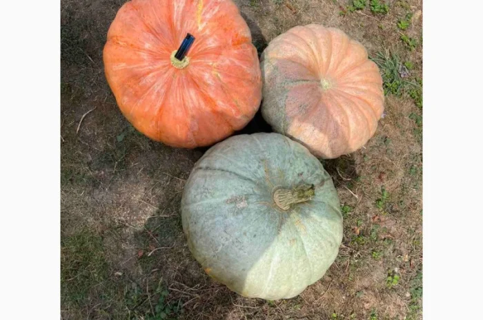 Насіння гарбуза, тиква, насіння гарбуза великоплідного- фото № 2