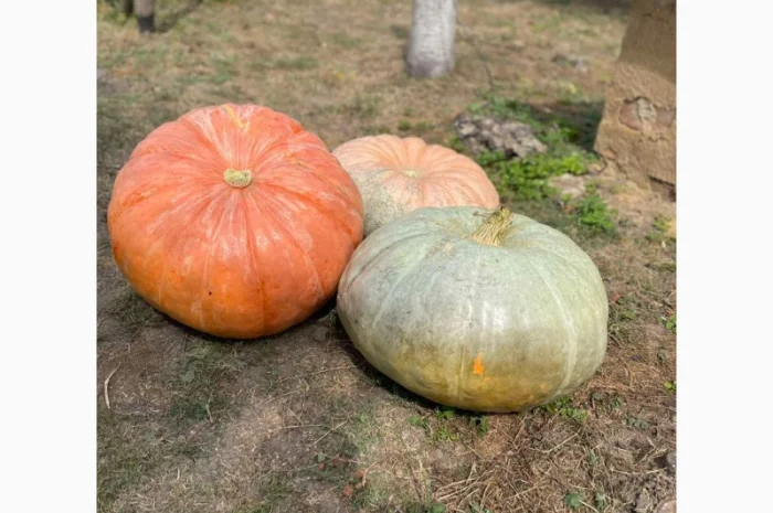 Насіння гарбуза, тиква, насіння гарбуза великоплідного- фото № 3