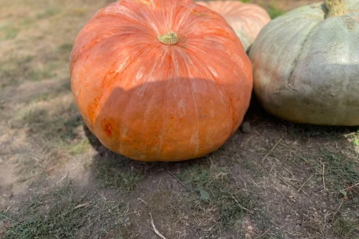 Насіння гарбуза, тиква, насіння гарбуза великоплідного- фото № 4