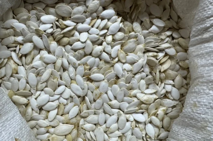 Продам насіння гарбузове сорту стофунтовка- фото № 1