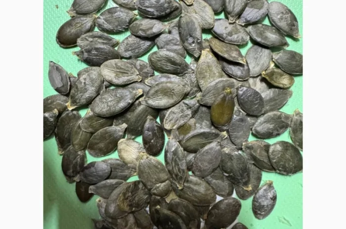 Куплю насіння гарбуза голонасінне- фото № 1