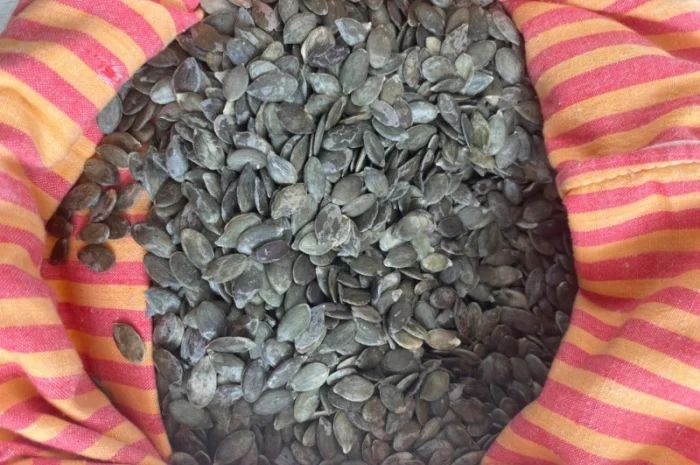 Продам семечку тыквенную голосемянную- фото № 1