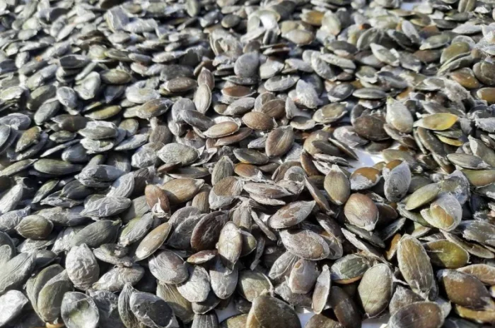 Продам семена тыквы голосемянной Штирийской- фото № 3