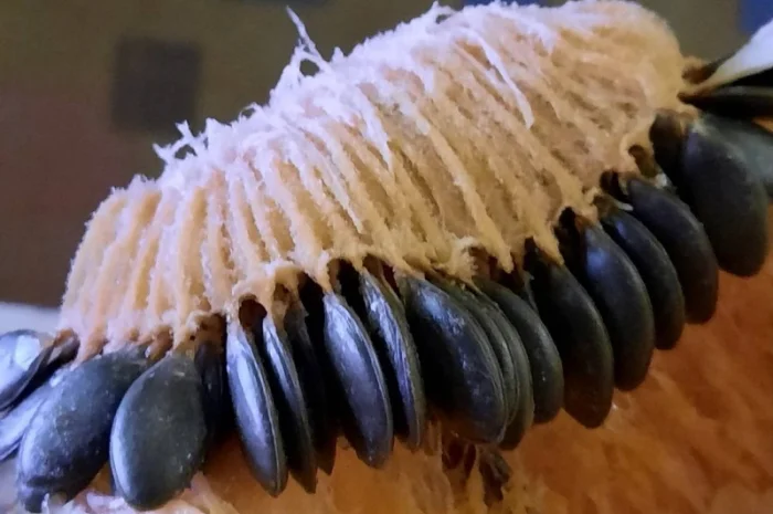 Продам насіння гарбуза голонасінного «Штирийського»- фото № 1