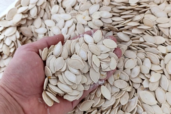 Продам гарбузове насіння, об'єм 10 тонн, вирощене власноруч, українка багатоплідна- фото № 1