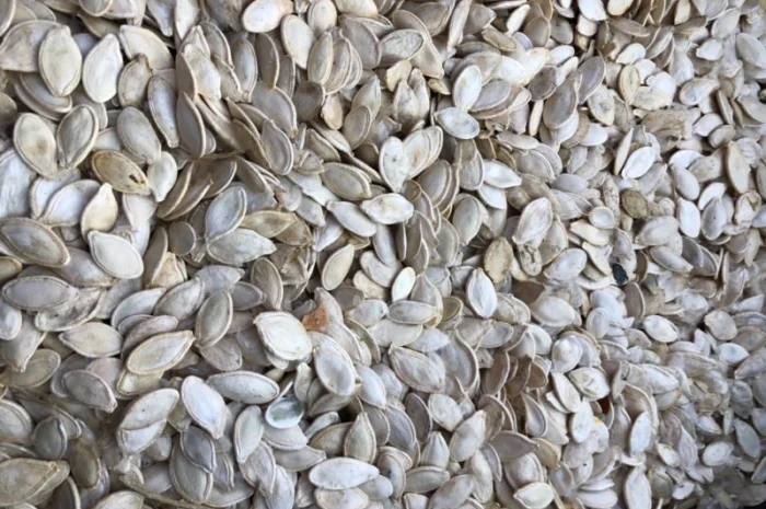 Закуповуємо гарбузове насіння- фото № 1