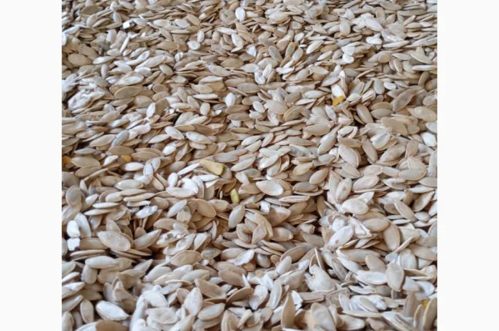 Куплю гарбузове насіння- фото № 2