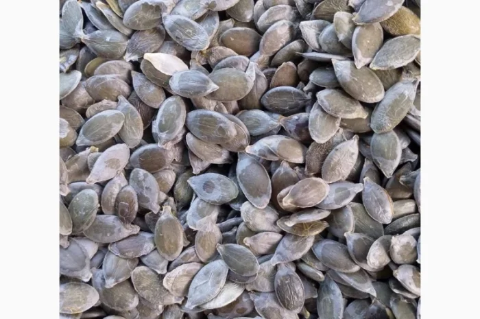 Куплю гарбузове насіння- фото № 1